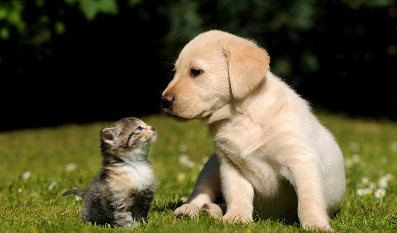 love, dogs, breed, dogs, kitty, animals, Labrador