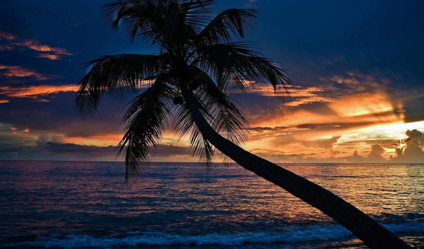закат, пляж, море, пальмы, palm