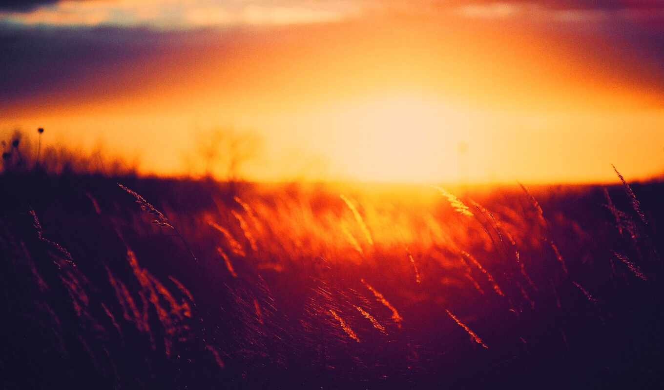 background, cool, red, grass, sunset, field, cat, orange, spikelet, sunny