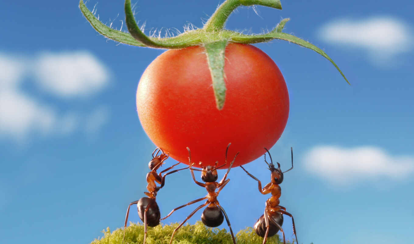 life, ant, ants, muraveinik