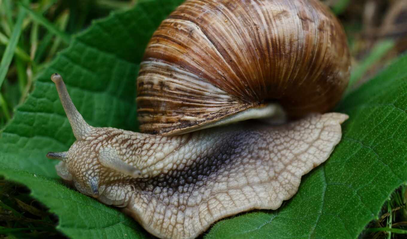 snail, makryi