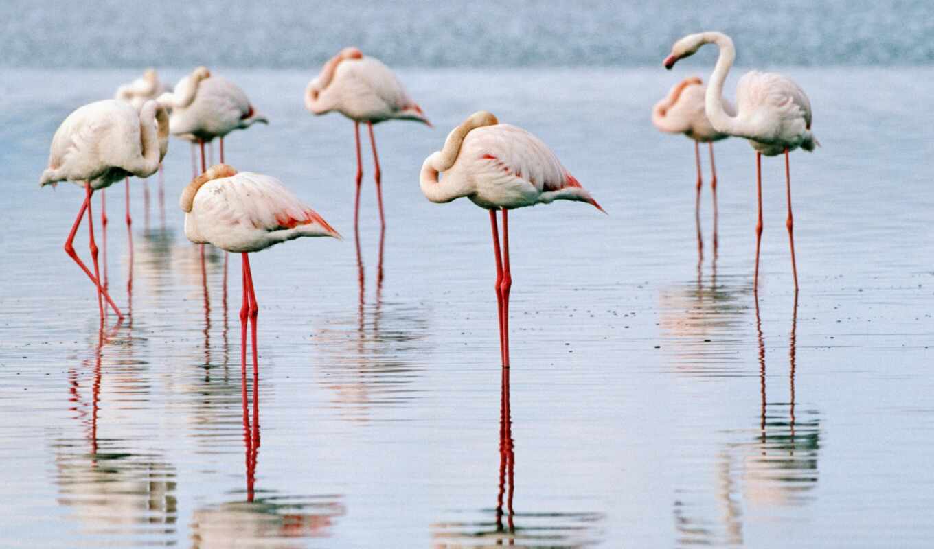 lake, flamingo, animal