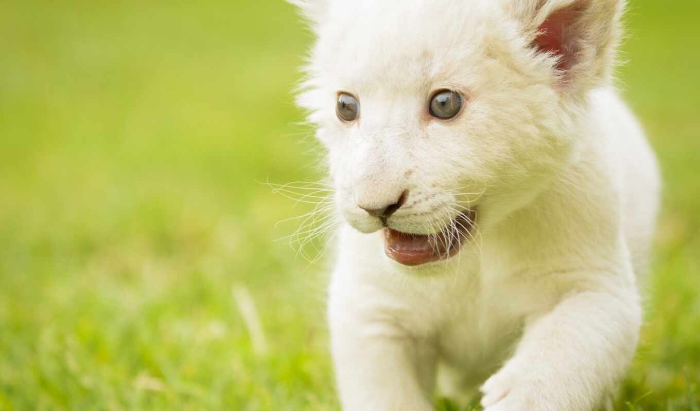 взгляд, white, lion, кот, животные, кошки, котенок, детёныш, малыш