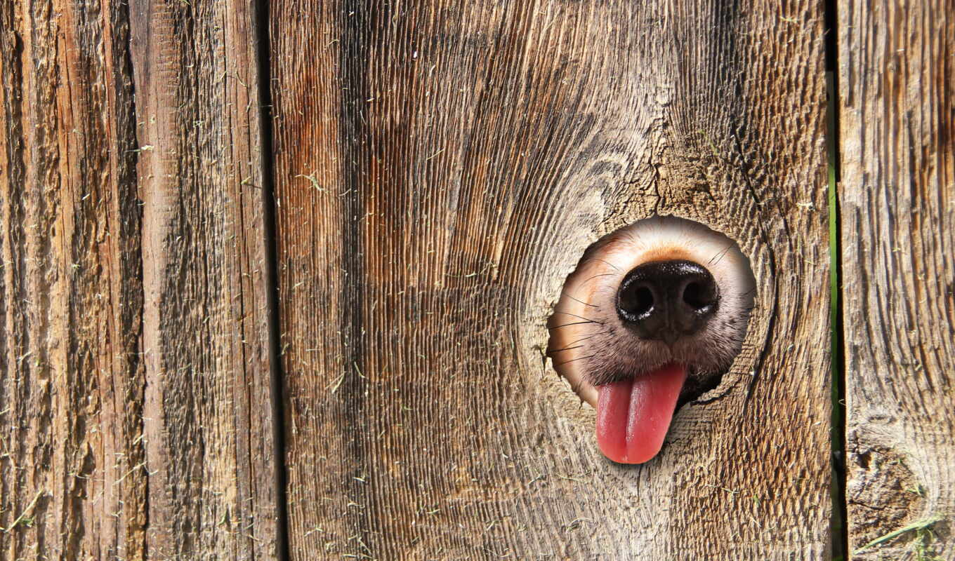 out, окно, cute, собака, stock, hole, нос, лизание, язык, дрочить