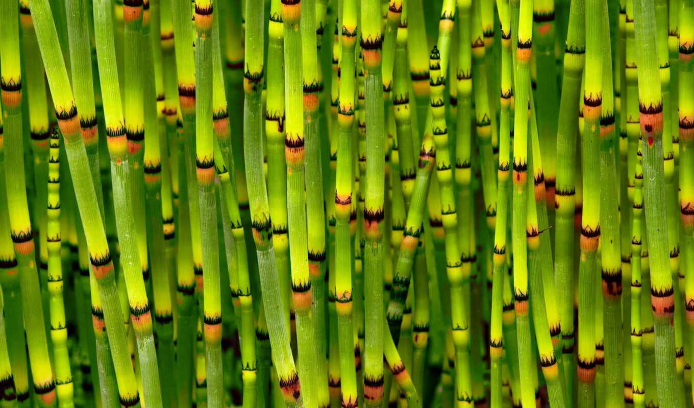 высокого, зелёный, яркие, бамбук, разрешения, бамбука, everything, стебли, побеги