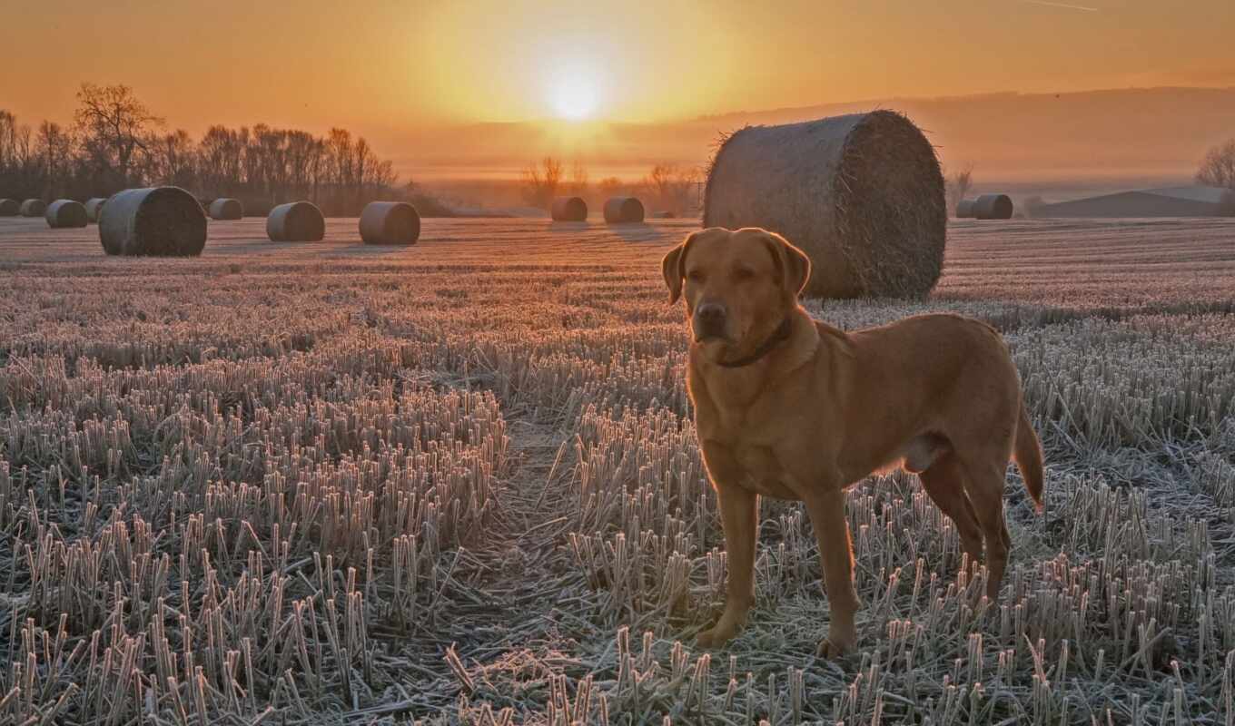 nature, frost, sunset, field, landscape, dog, animal, friend, chewing