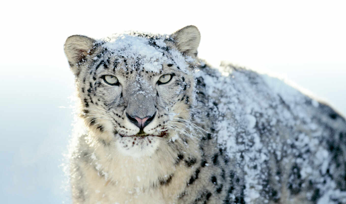 white, snow, leopard, tiger, cheetah, zhivotnye