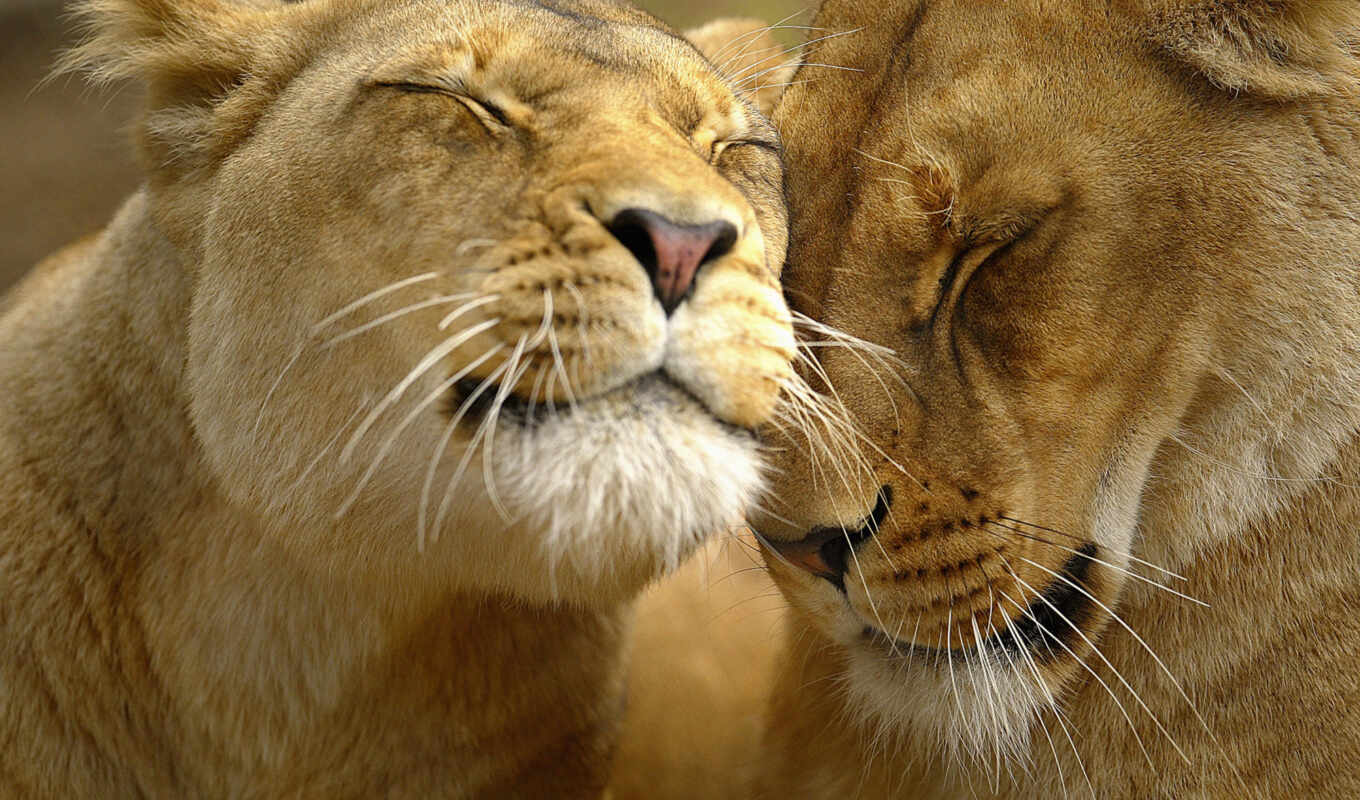 love, lion, мама, zhivotnye, львица