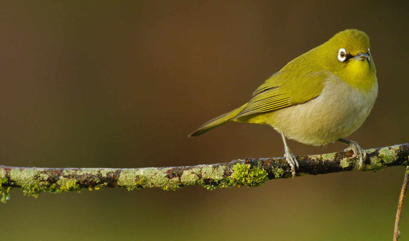 bird, tail, wood, feather, finch, songbird, perching bird, twig, beak, canary