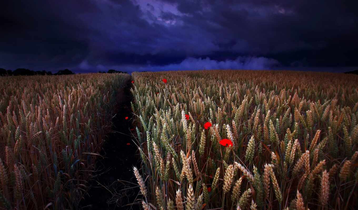 flowers, red, night, field, cloud, wheat