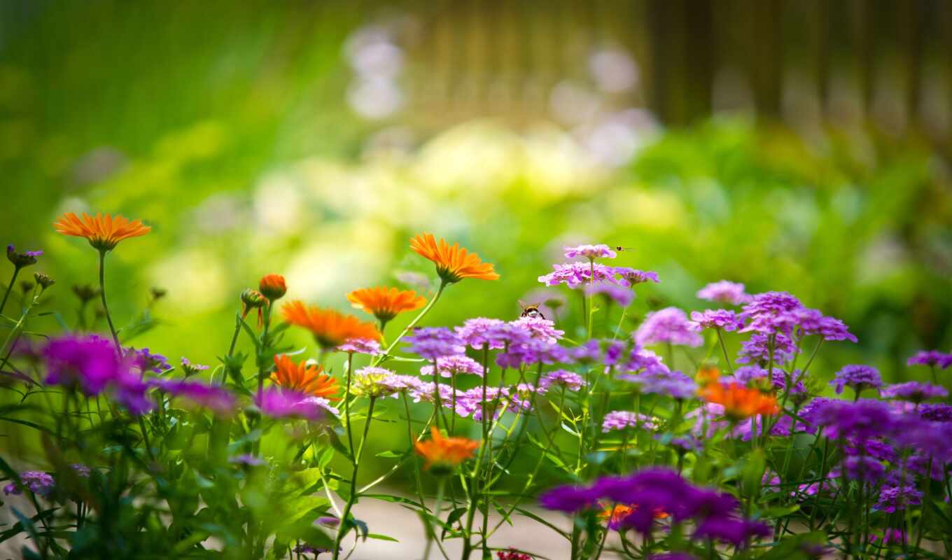 цветы, summer, поле, garden, красивый, ромашка, permission, заставка, shirokoformatnyi