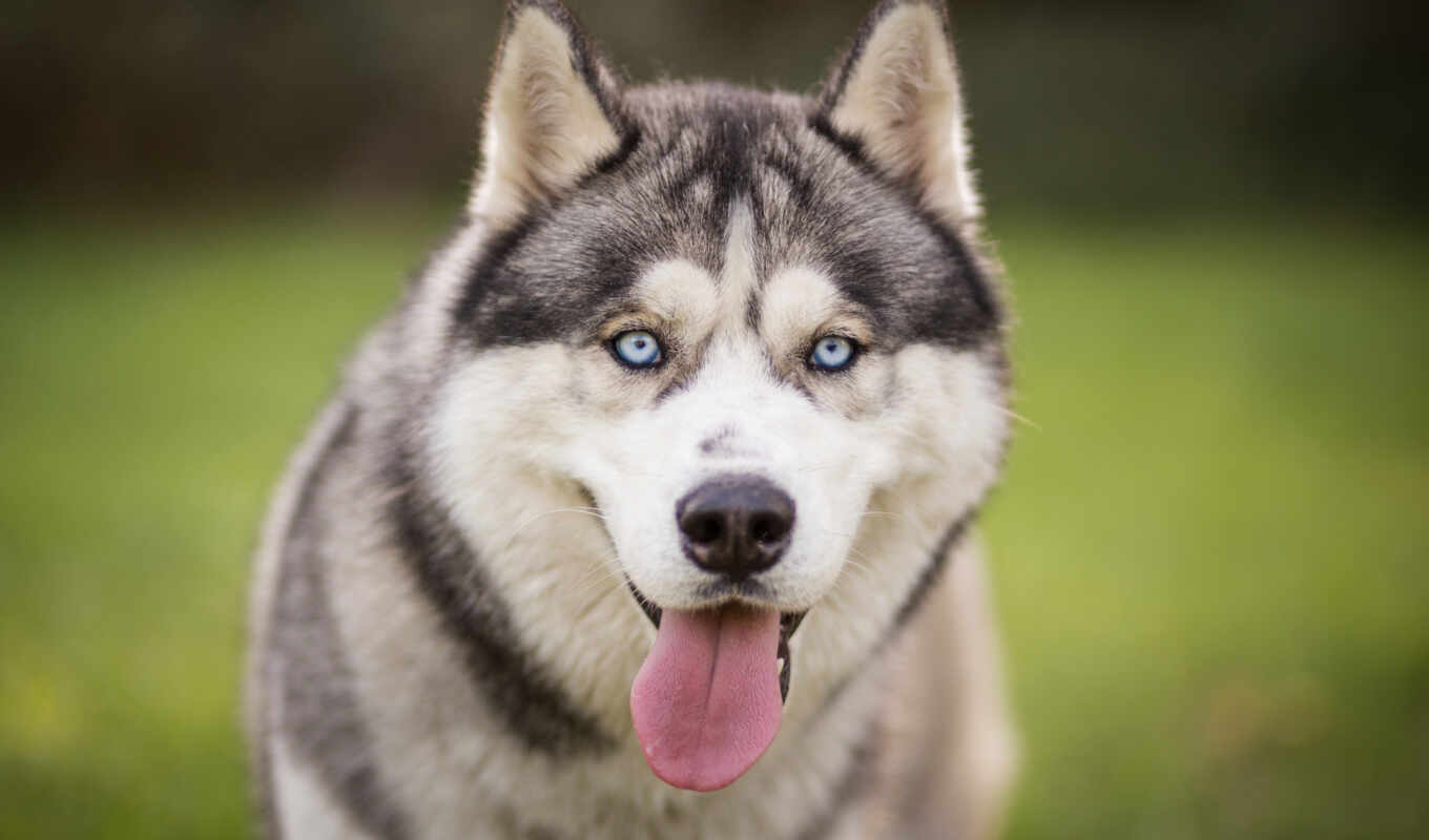 blue, view, eye, dog, portrait, puppy, breed, muzzle, cheaply, husky, because