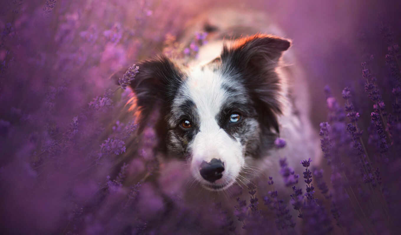 собака, border, lavender, колли