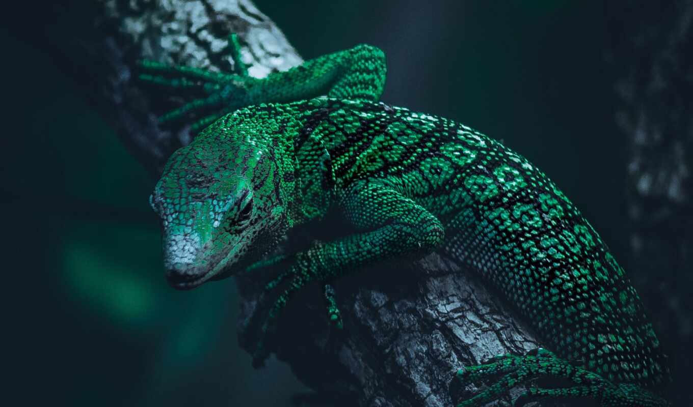mobile, green, lizard, reptile