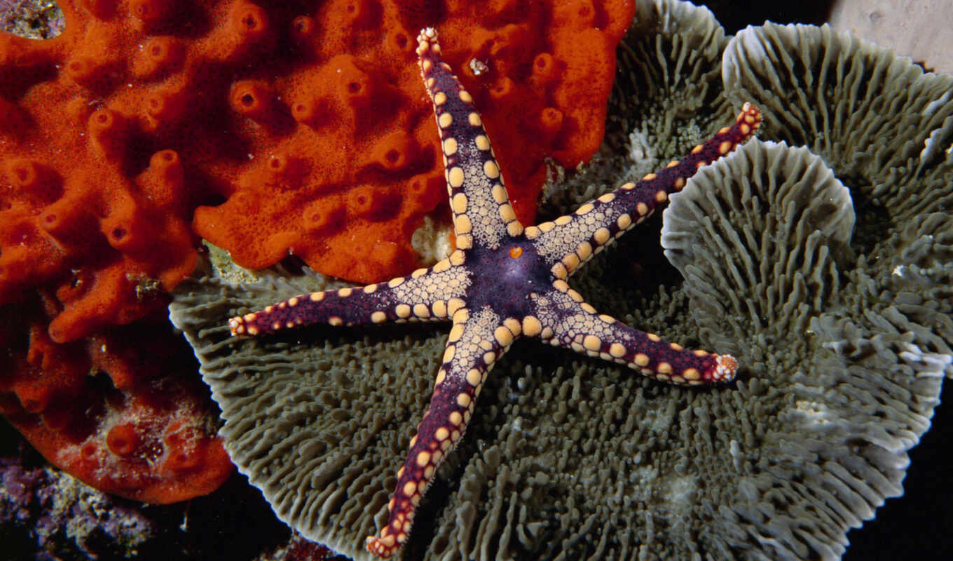 images, beauty, starfish, замер