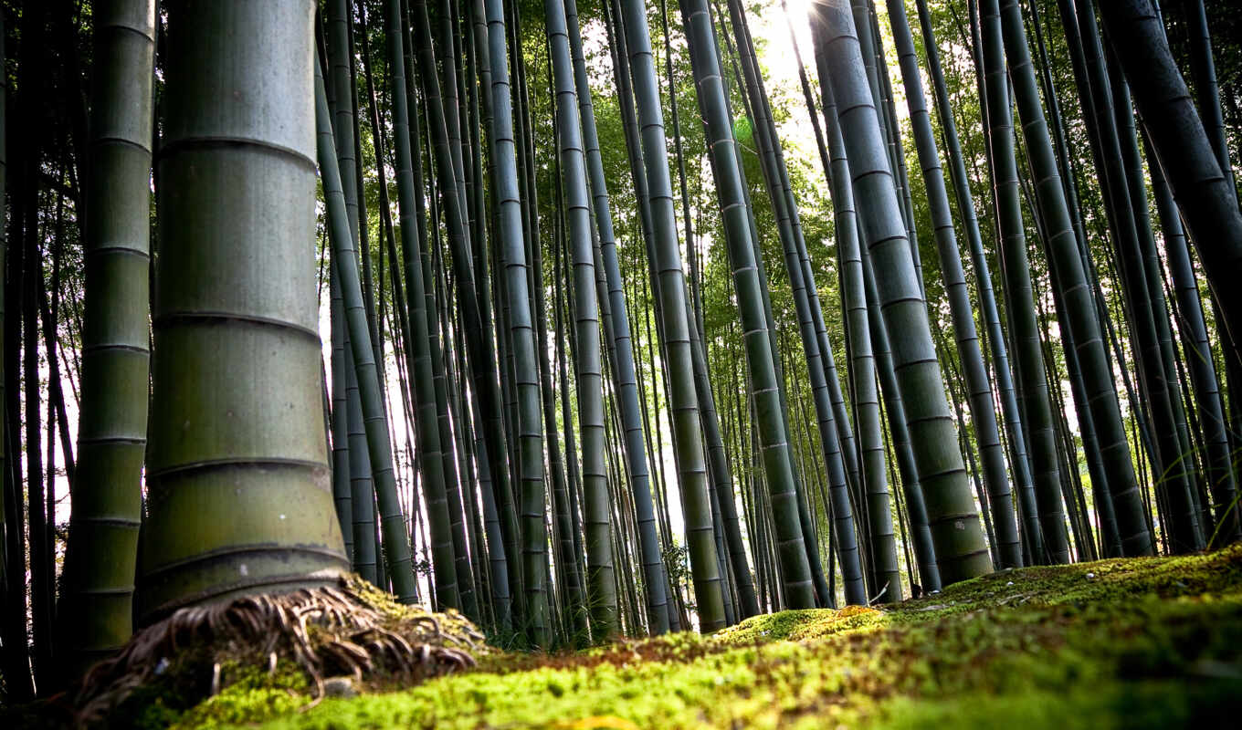 зелёный, лес, japanese, бамбук, бамбуковые, бамбука, kyoto