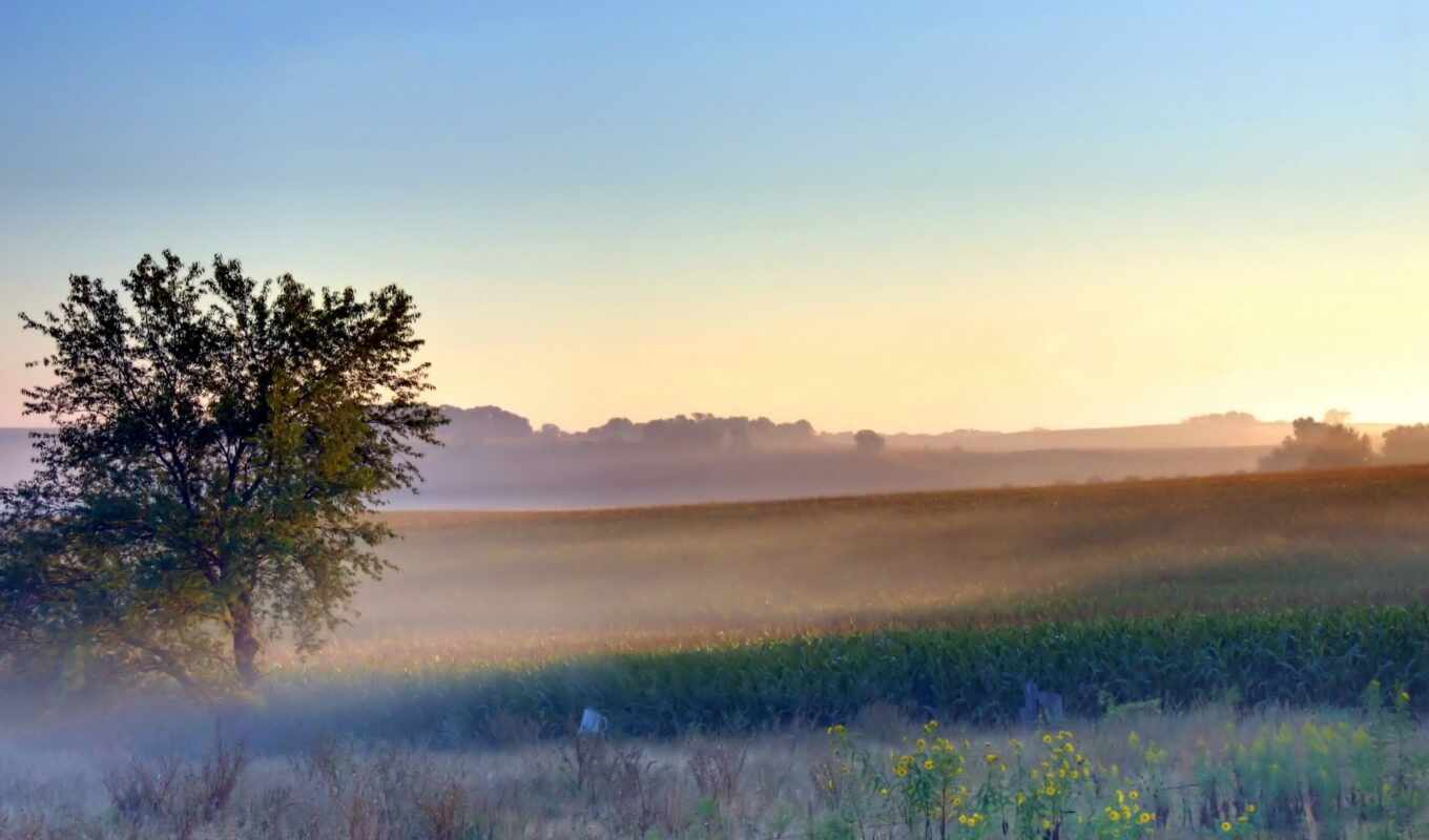 поле, landscape, утро, туман, свежесть