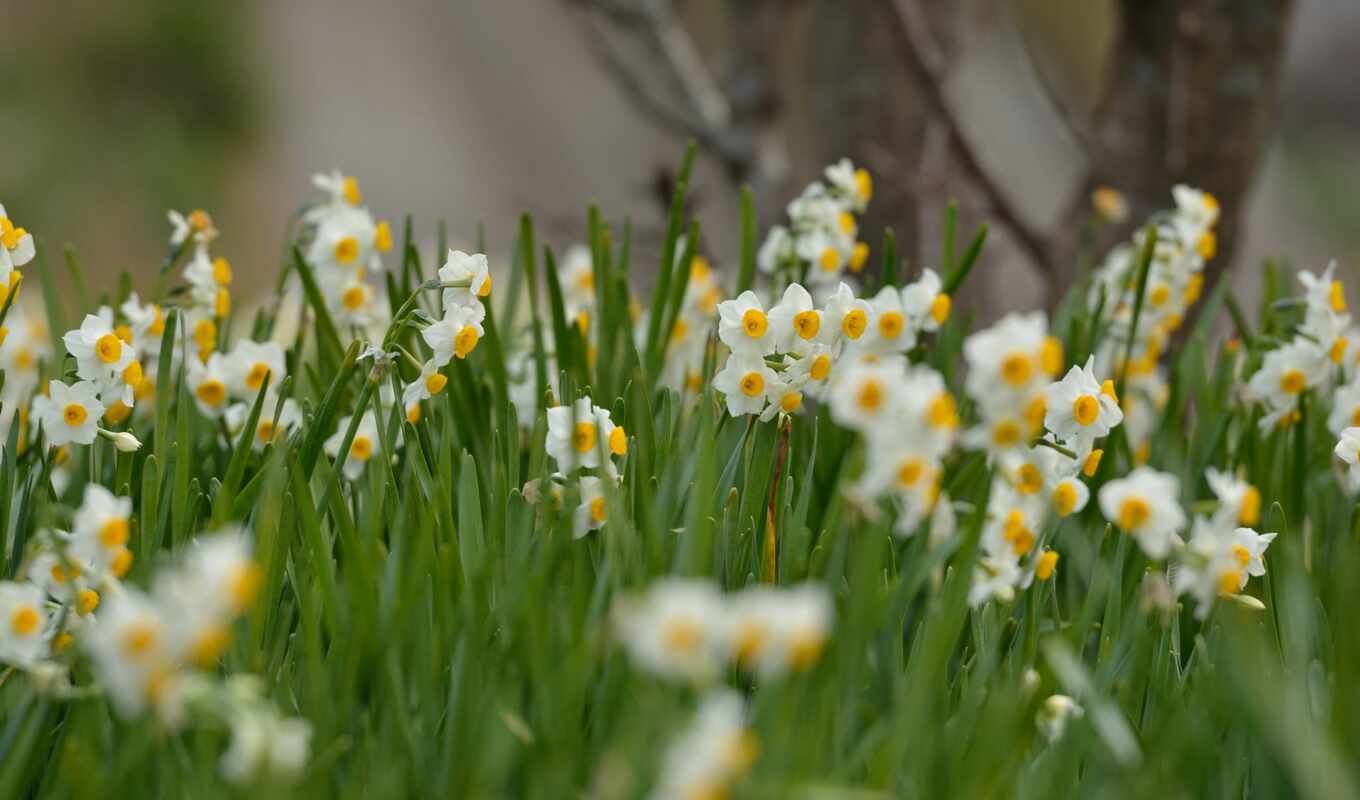 цветы, white, free, permission, фон, цветение, cvety, kartinik, tuberose