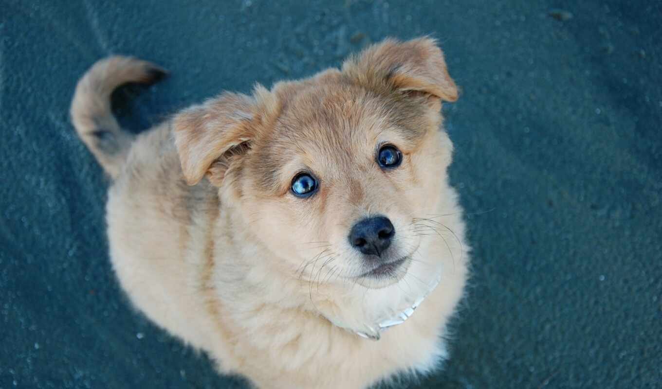 eye, cute, dog, puppy, poor, ridiculous