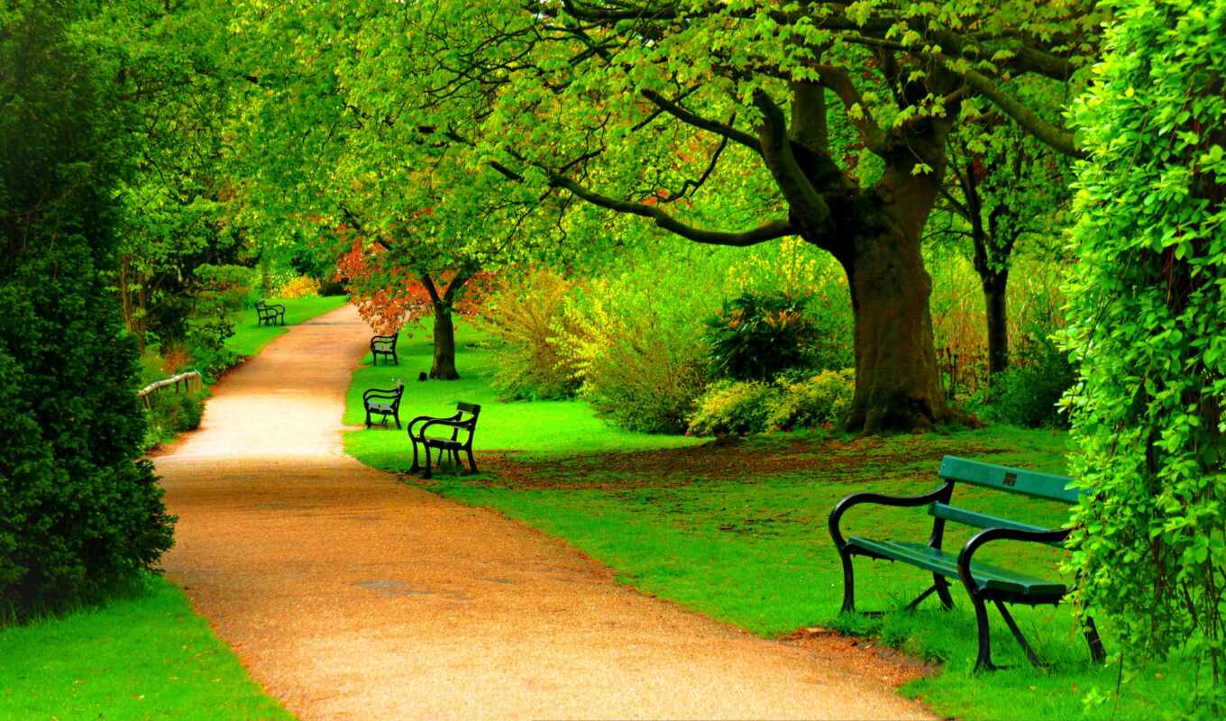 nature, tree, forest, road, spring, park, expensive, bench, fore