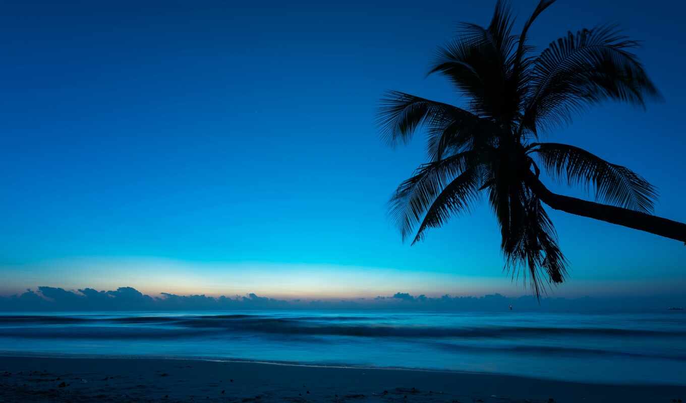 beach, palmera, atardec, nicefon