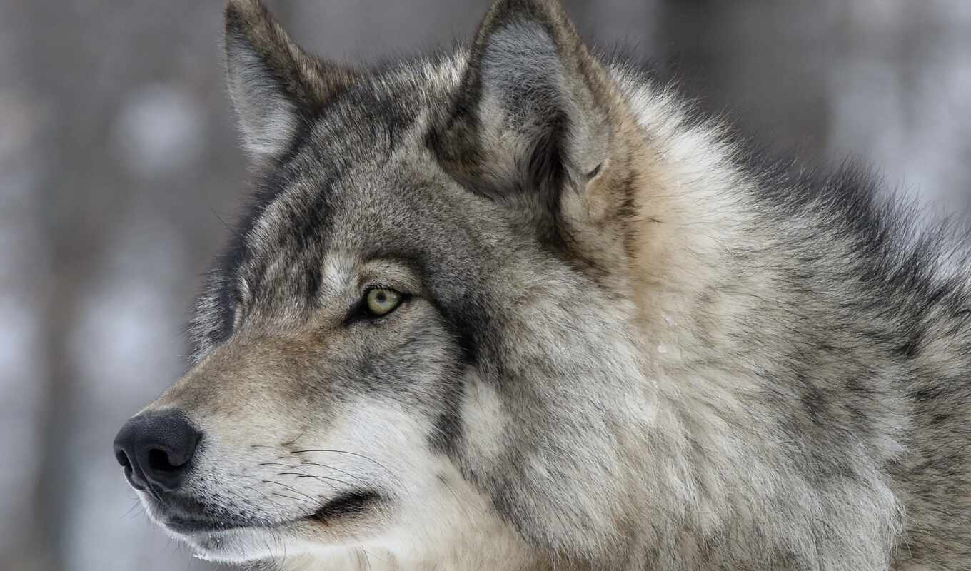 dog, wolf