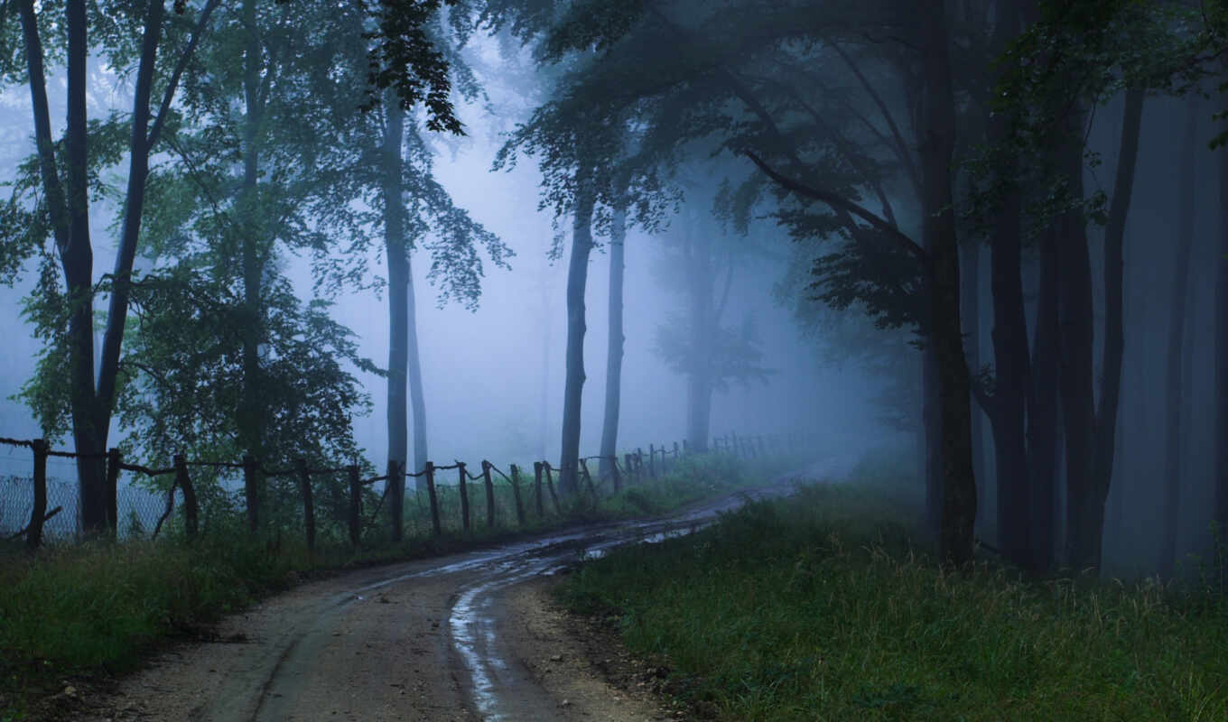 nature, picture, forest, road, landscape, fog, unknown