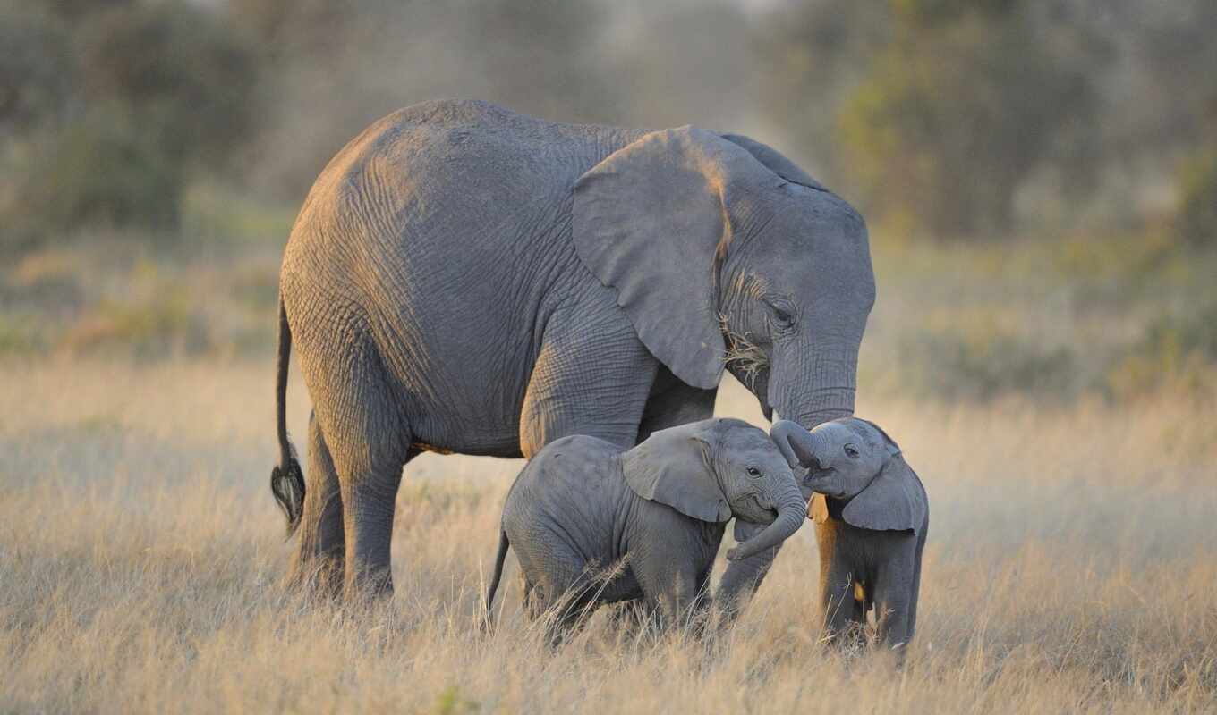elephants, twin, elephants, baby, park, Africa, national, amboseli
