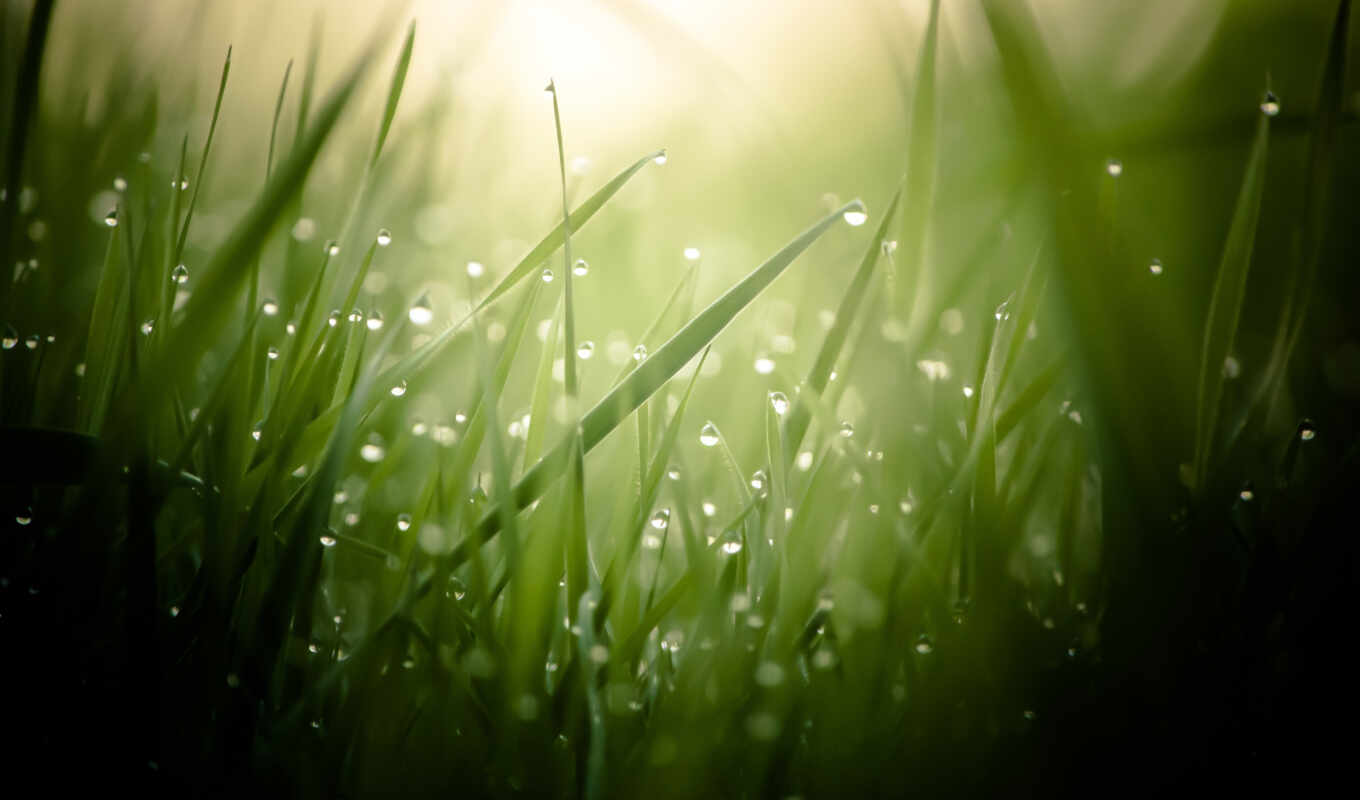 view, sheet, drops, macro, grass, dew
