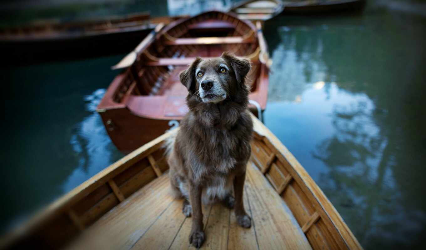 корабль, хороший, narrow, собака, animal, свадебный, лодка, фотограф