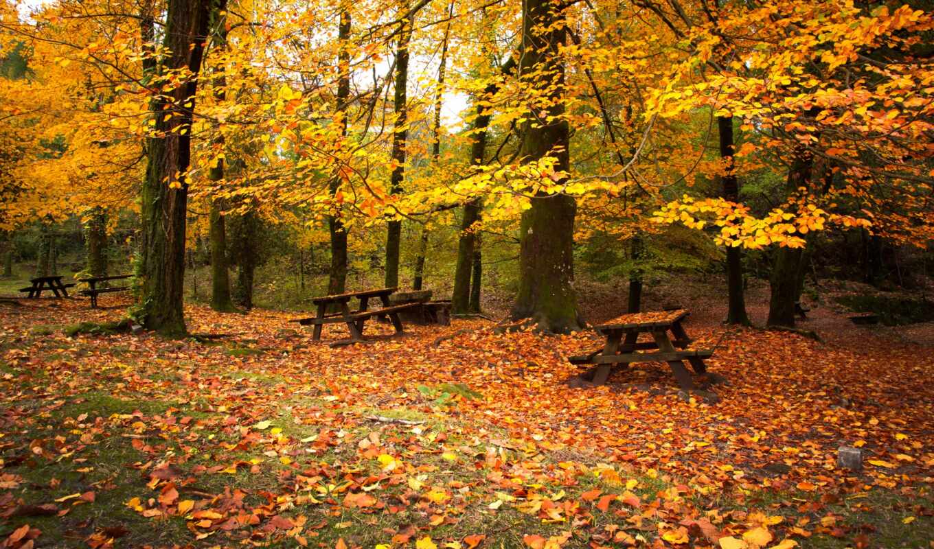trees, picture, leaves, forest, autumn, foliage, autumn, fallen, park, benches