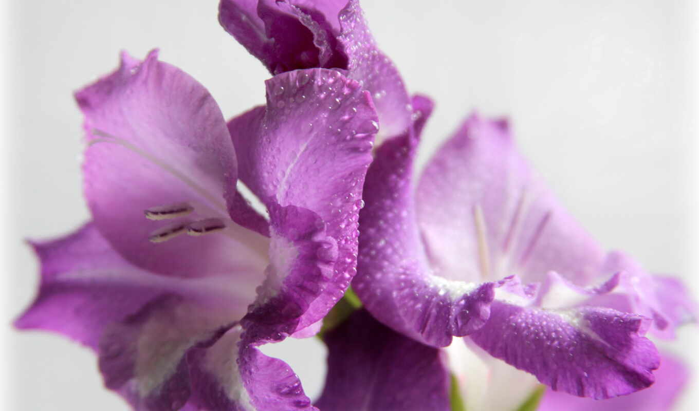 цветы, фиолетовый, гладиолусы