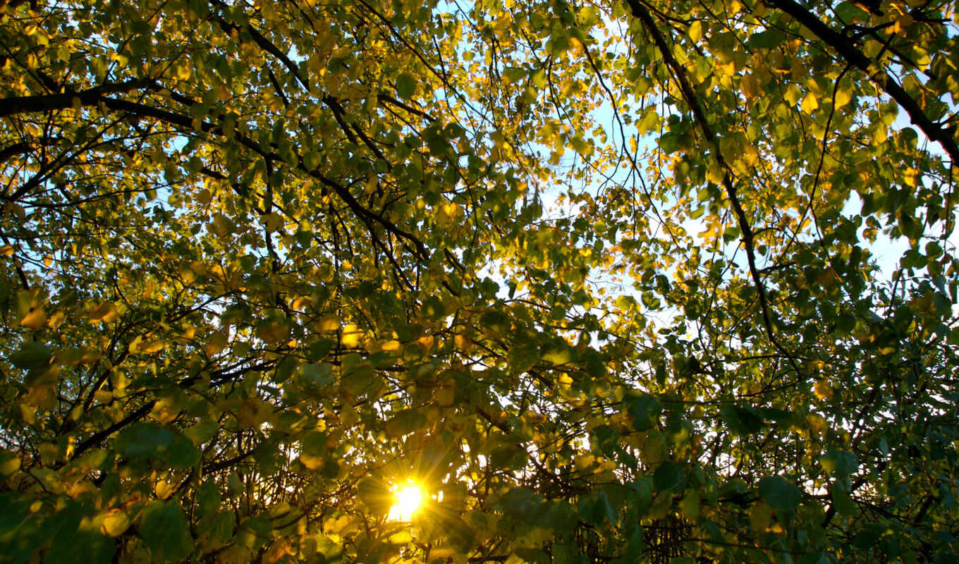 nature, sun, tree, autumn, foliage, national, geographic, leaves, branches, rays