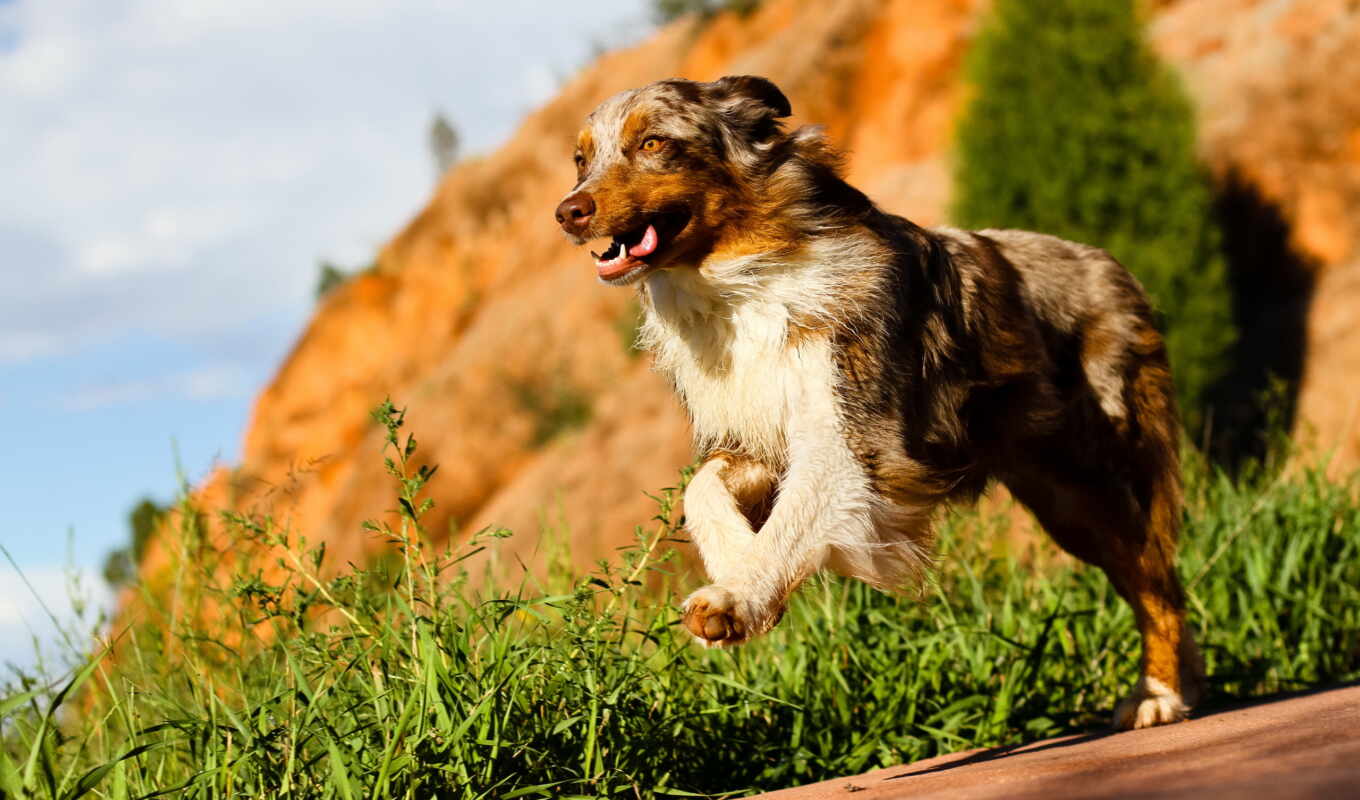 photo, desktop, free, picture, animals, awesome, dogs, australian