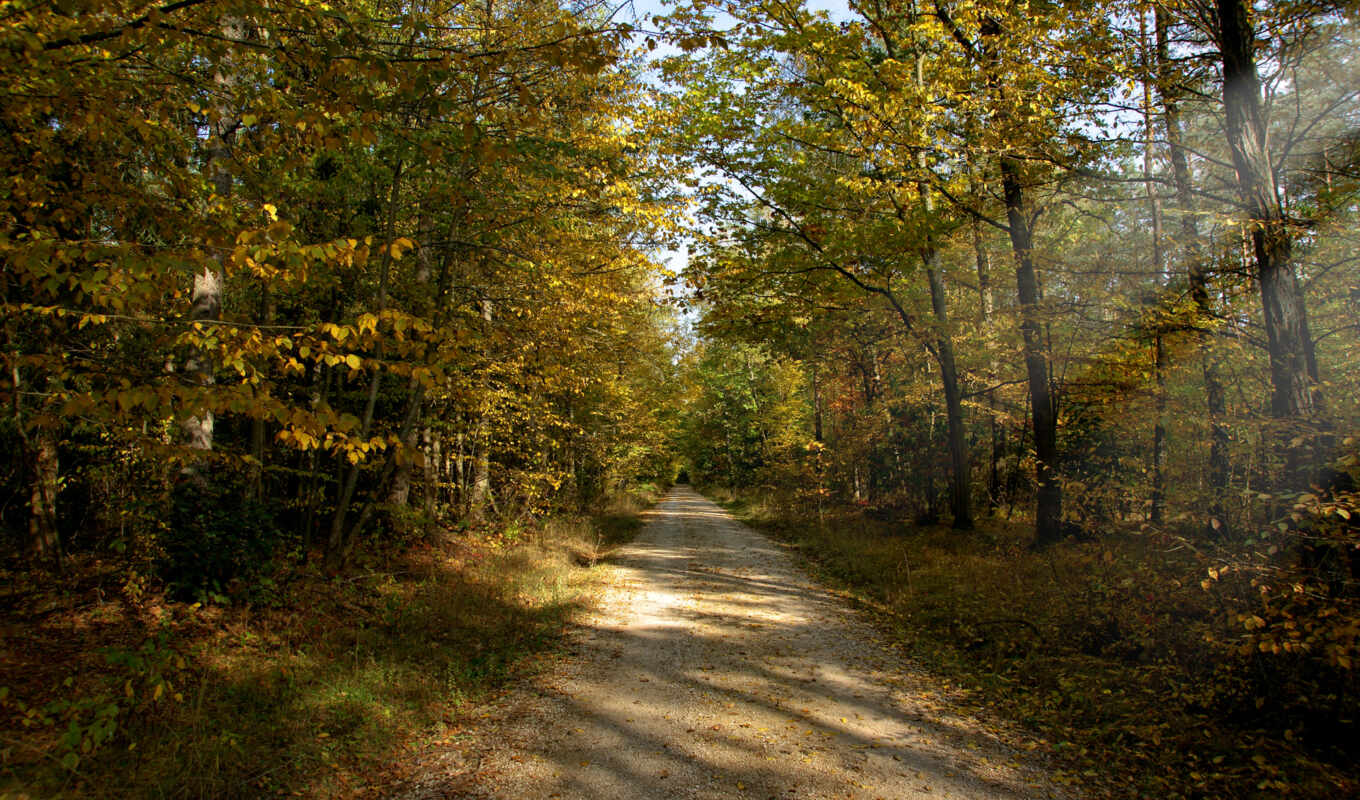 full, forest, road, september, autumn, ground