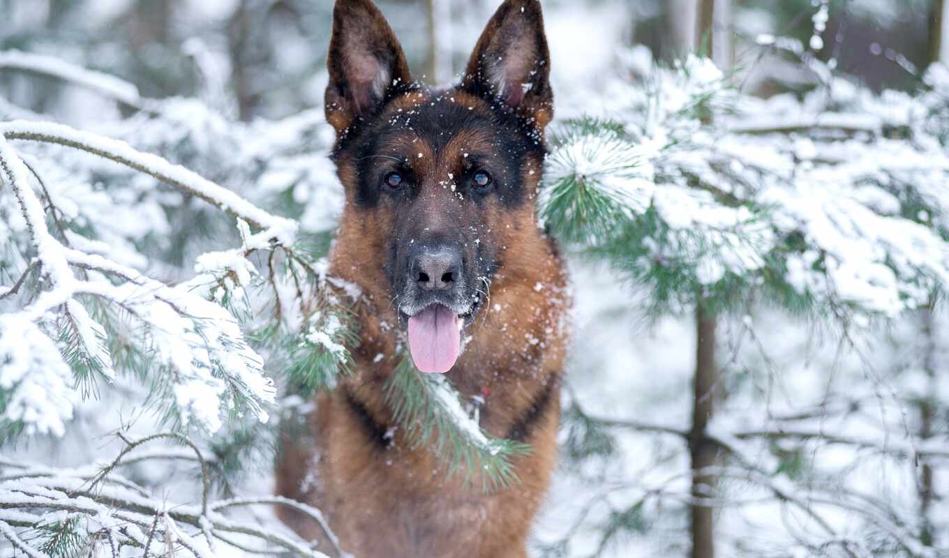 snow, winter, dog, awesome, german, cane, pastore, hana, maremmano, abruzzese