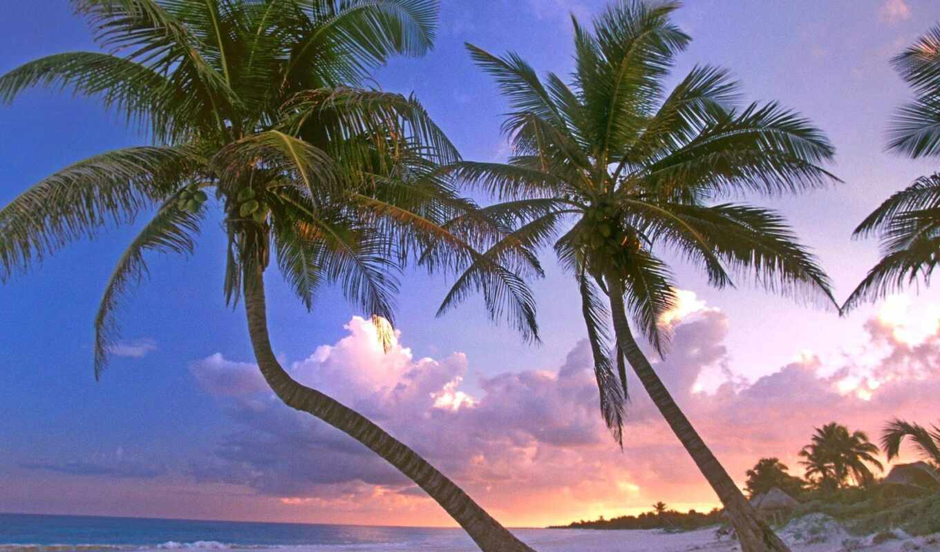 пляж, песок, palm