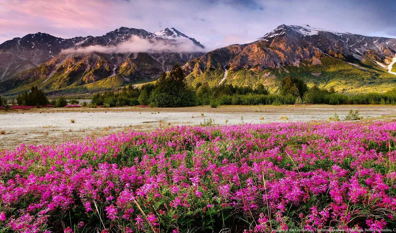 nature, flowers, mountain, Canada