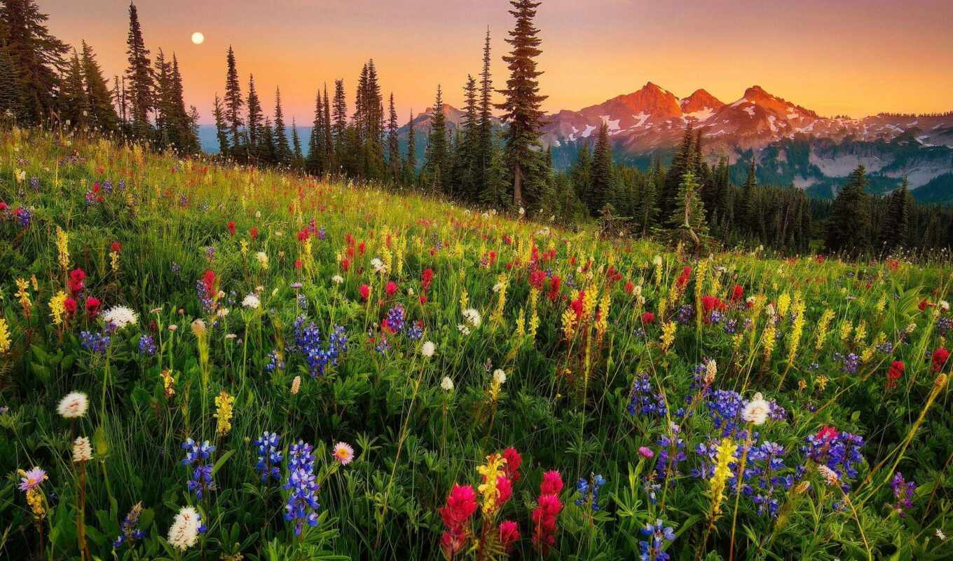 природа, цветы, фон, картинка, закат, гора, найти, луг, тыс, wildflower