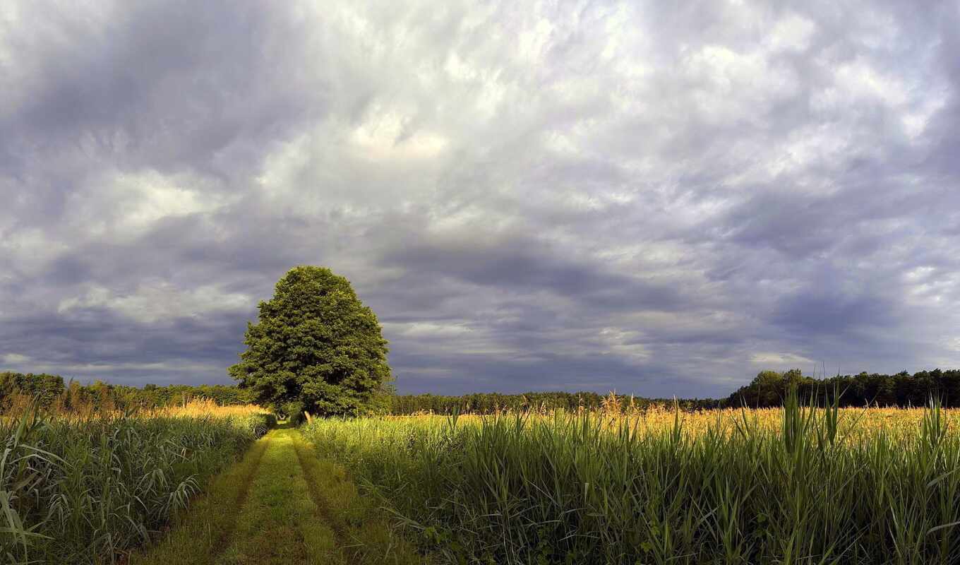 nature, sky, summer, rain, tree, forest, field, weed, thpanorama
