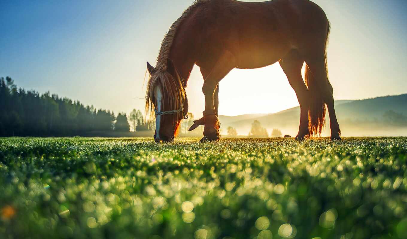 mobile, green, horse, grass, animal, pasture, meadow
