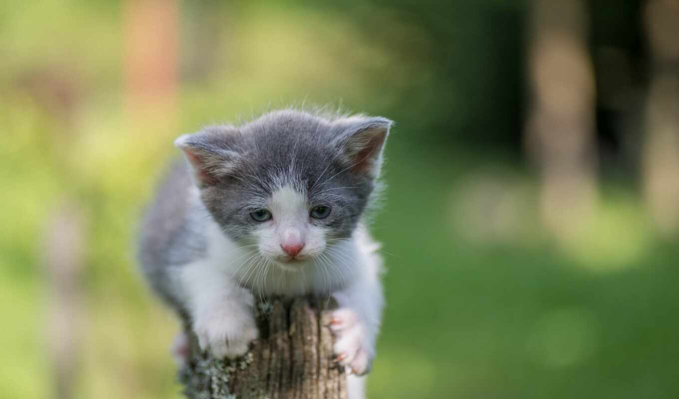 white, gray, cat, little, kitty