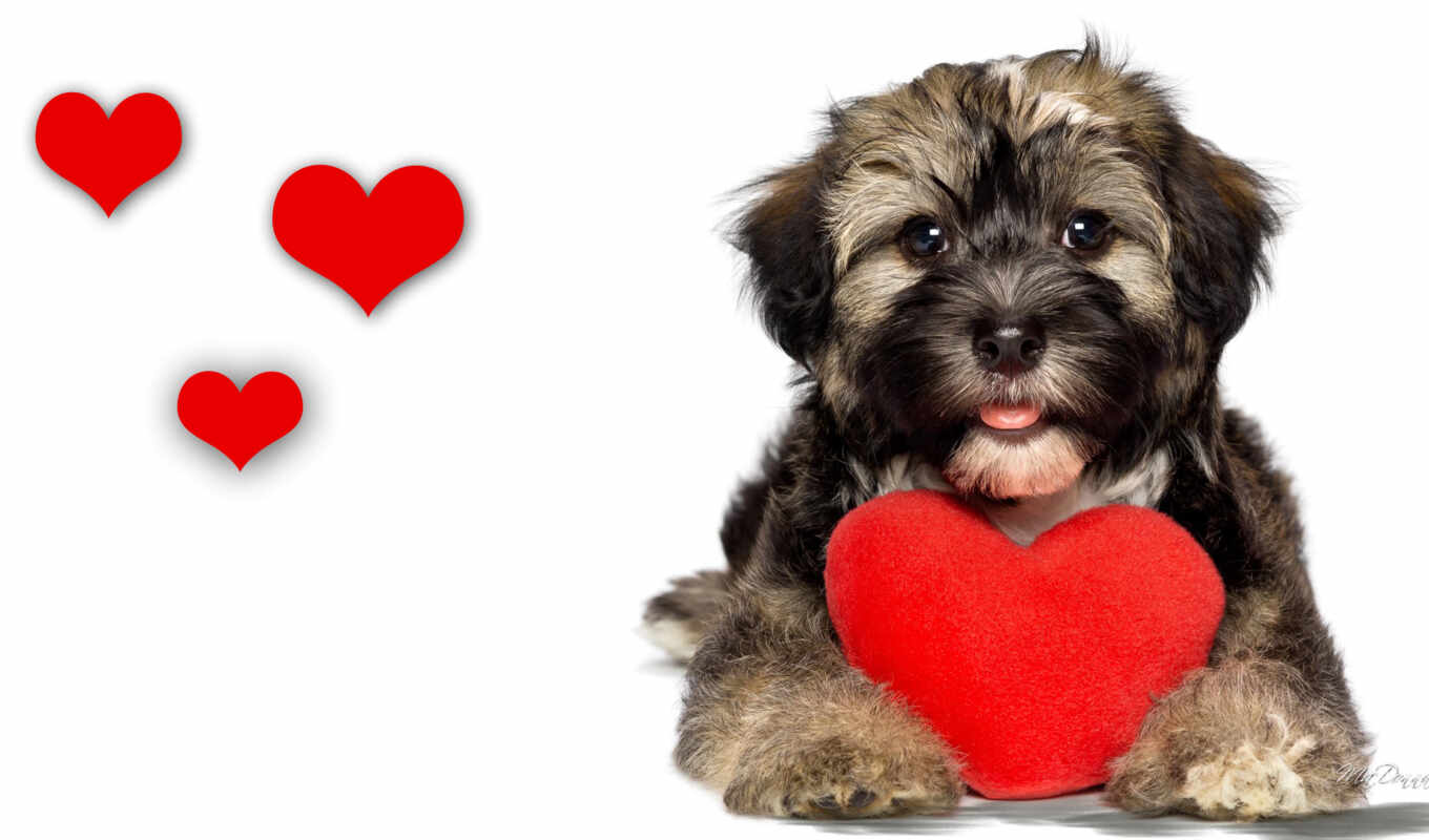 собака, сердце, щенок, день, valentine, havanese