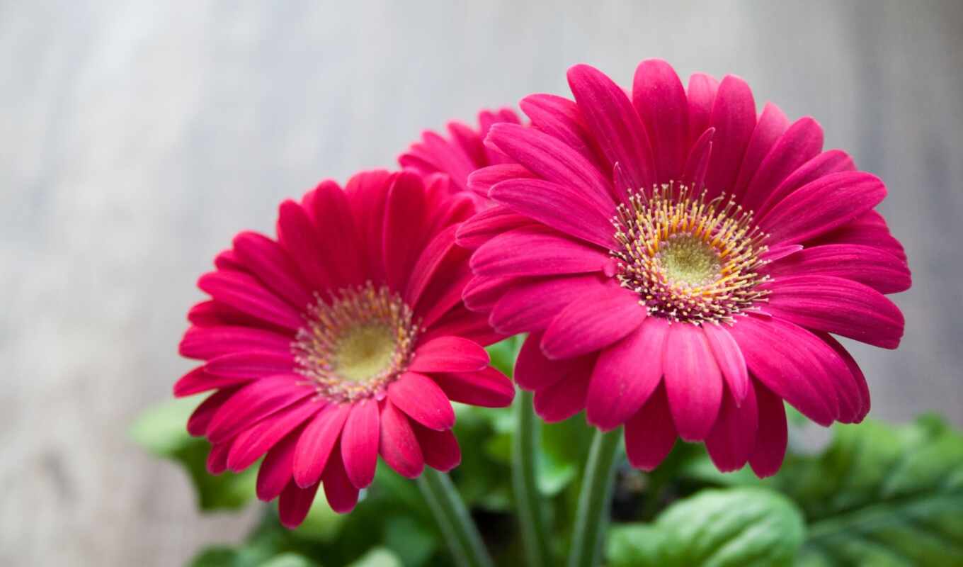 цветы, розовый, gerbera