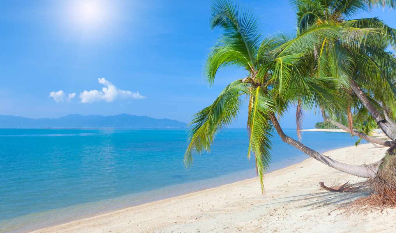 Обои лето море пальмы