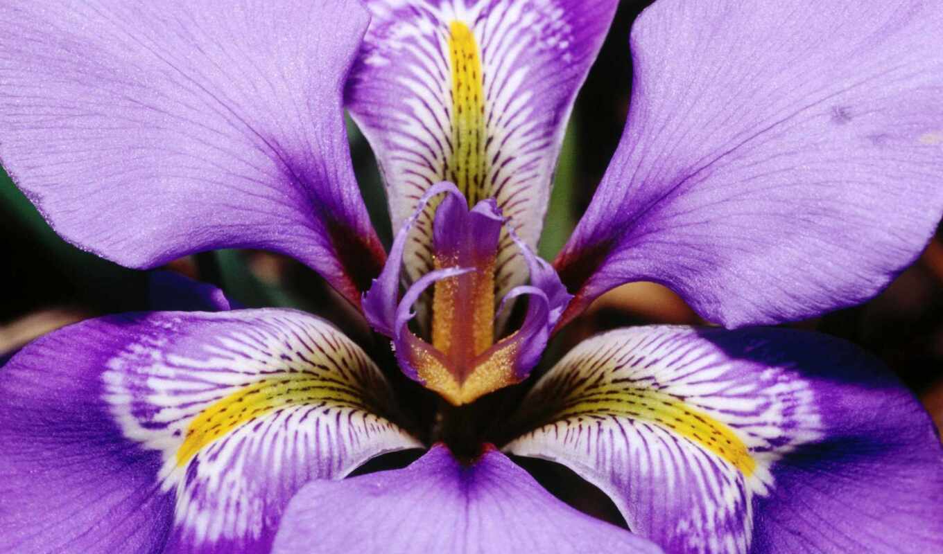 flowers, purple, martha, iris