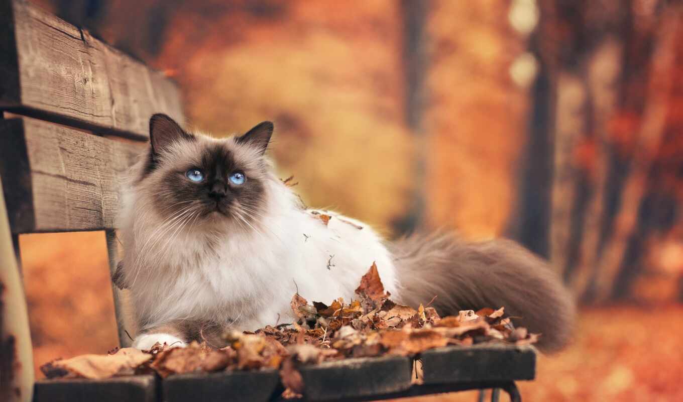 кот, осень, кошки, листва, zhivotnye, скамейка