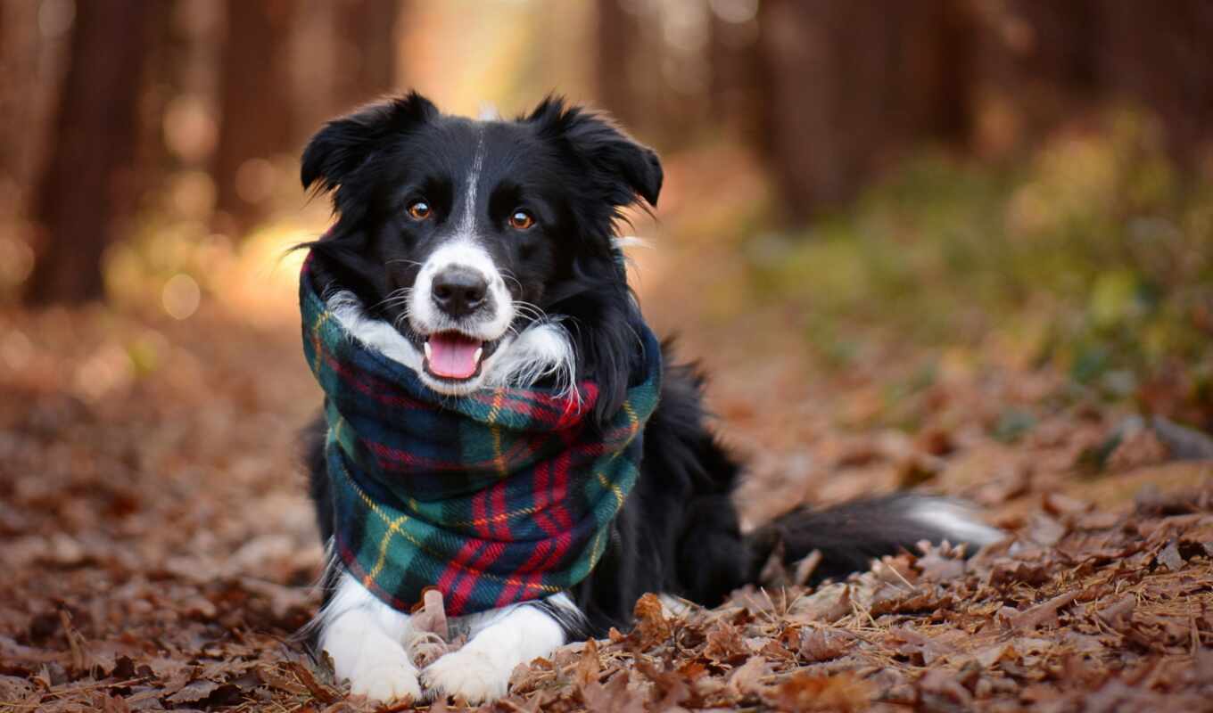 собака, осень, animal, tapety, border, pes, колли
