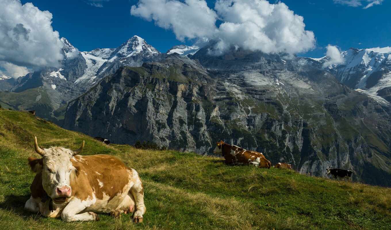 grass, swiss, mountains, Switzerland, the alps, cows, mountains