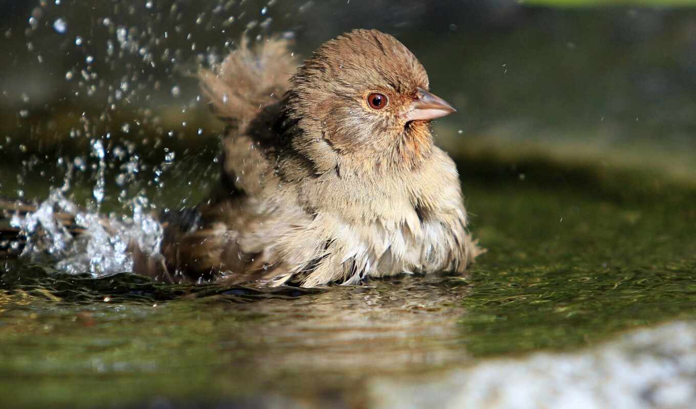water, bird, splashes, puddle, sign, hello, folk, throw, bathe